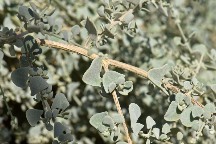 Griffiths Saltbush has greenish-white leaves covered with fine scurf. The leaves are thick and with variable shapes from oblong, or ovoid. The leaves have rounded edges and a few leaves are even hastate; some leaves with a medium-sized petiole, others with short-petioles. Atriplex torreyi var. griffithsii 